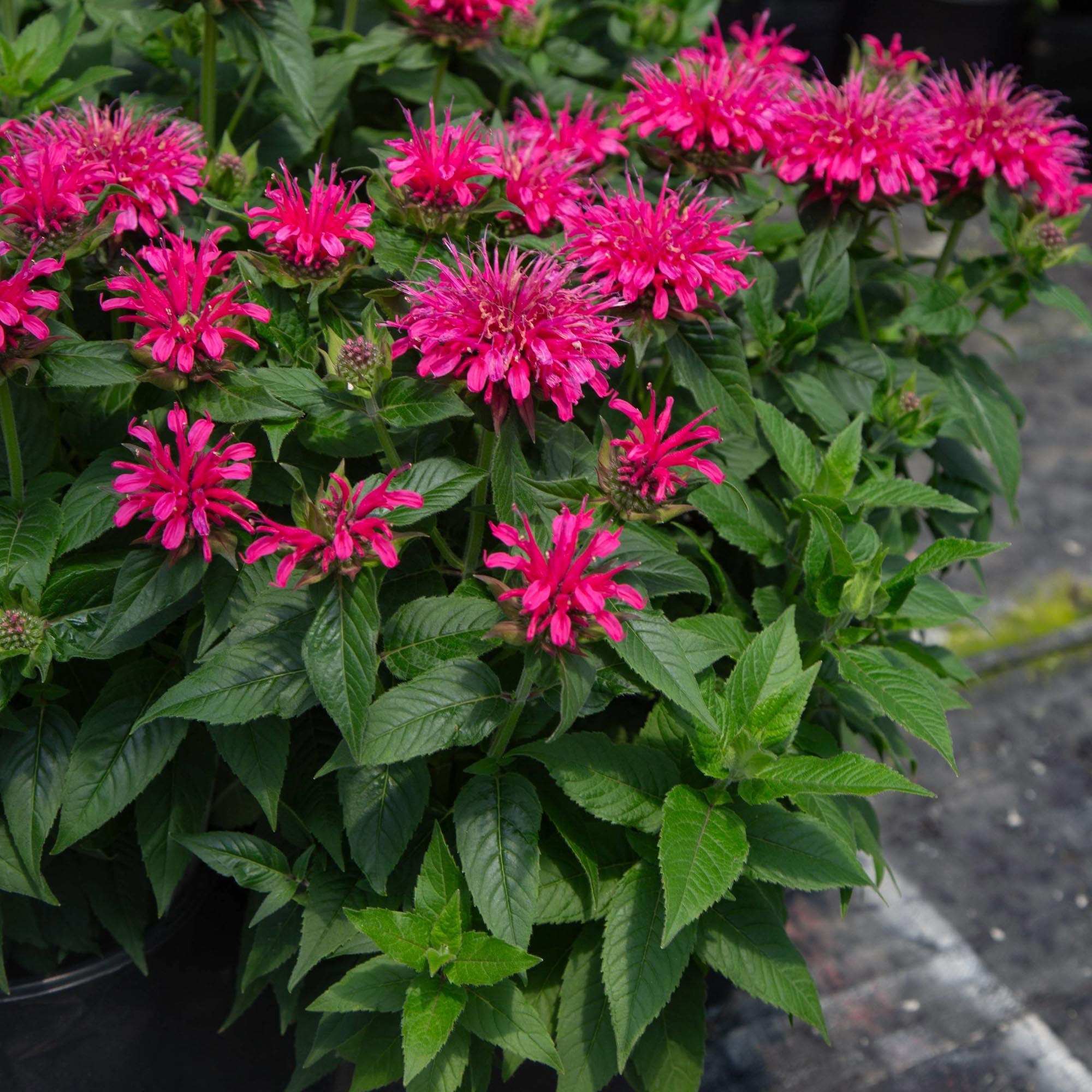 Monarda Balmy™ Rose