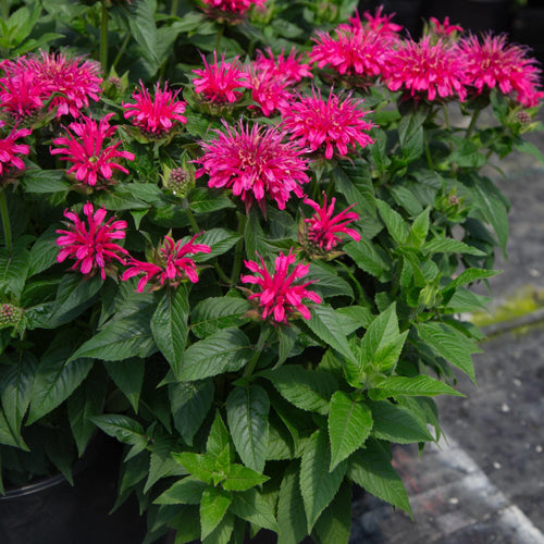 Monarda Balmy™ Rose