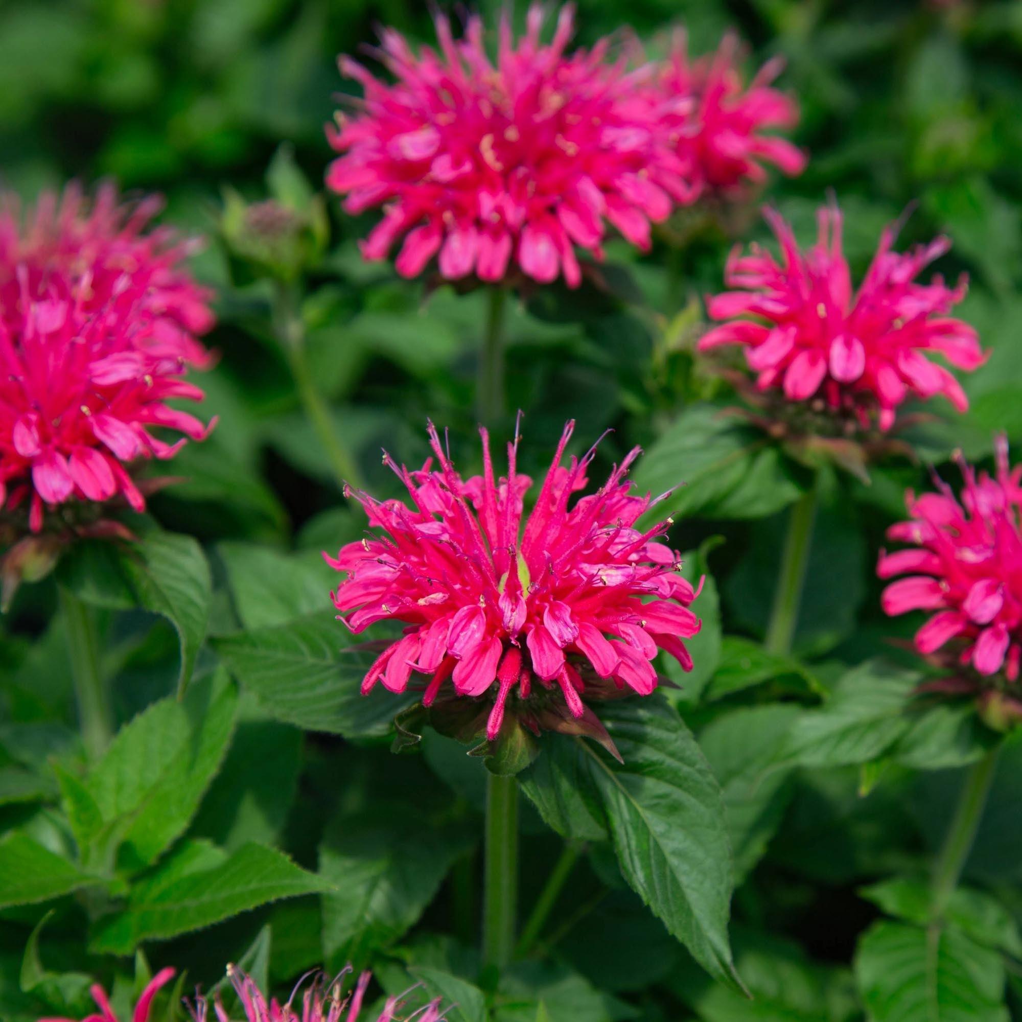 Monarda Balmy™ Rose