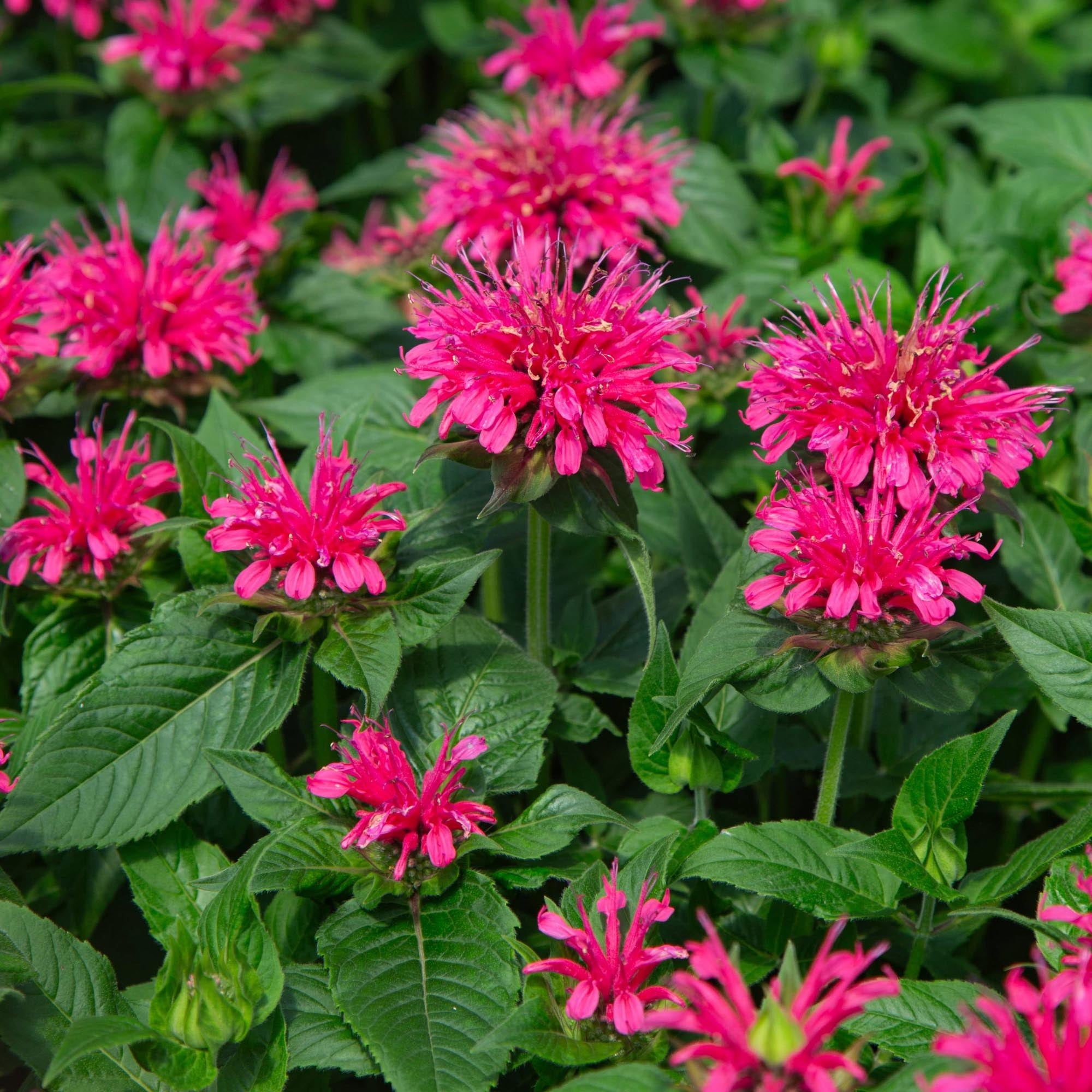 Monarda Balmy™ Rose