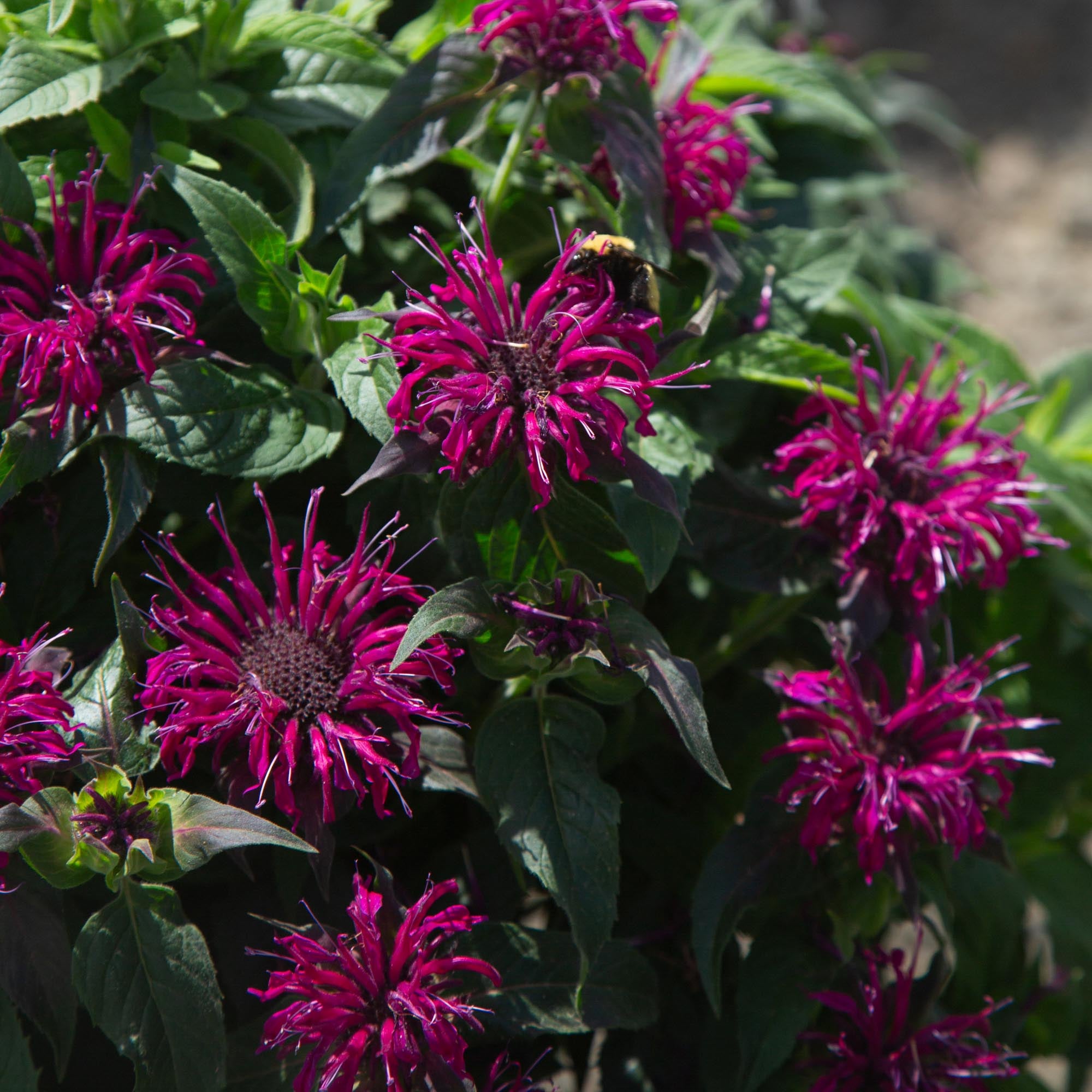 Monarda Balmy™ Purple