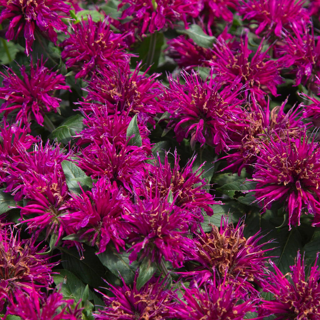 Monarda Balmy™ Purple
