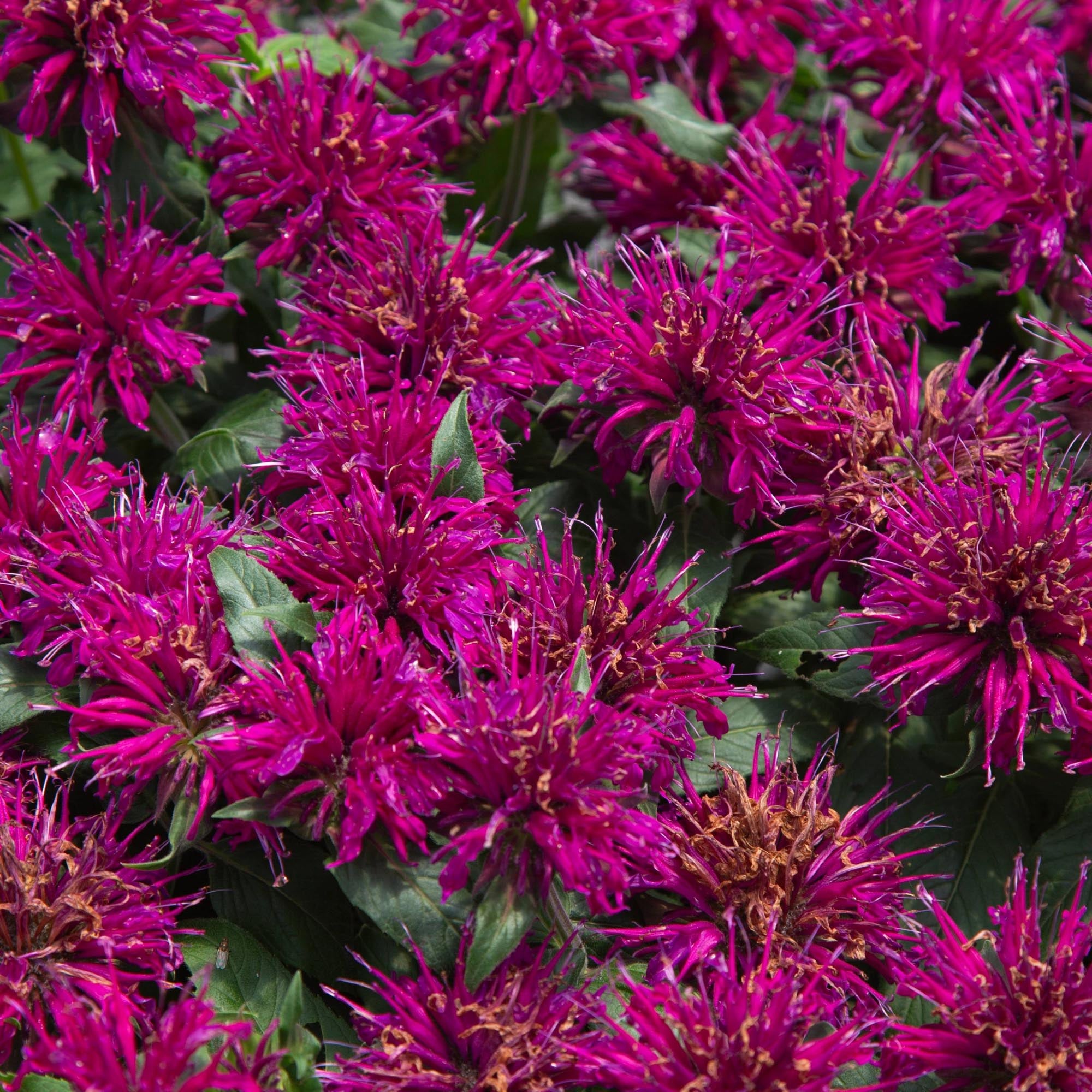 Monarda Balmy™ Purple