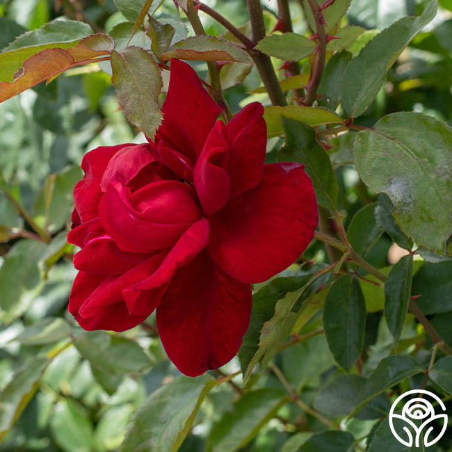 Madame Delbard Hybrid Tea Rose | Red Rose Plant – Heirloom Roses
