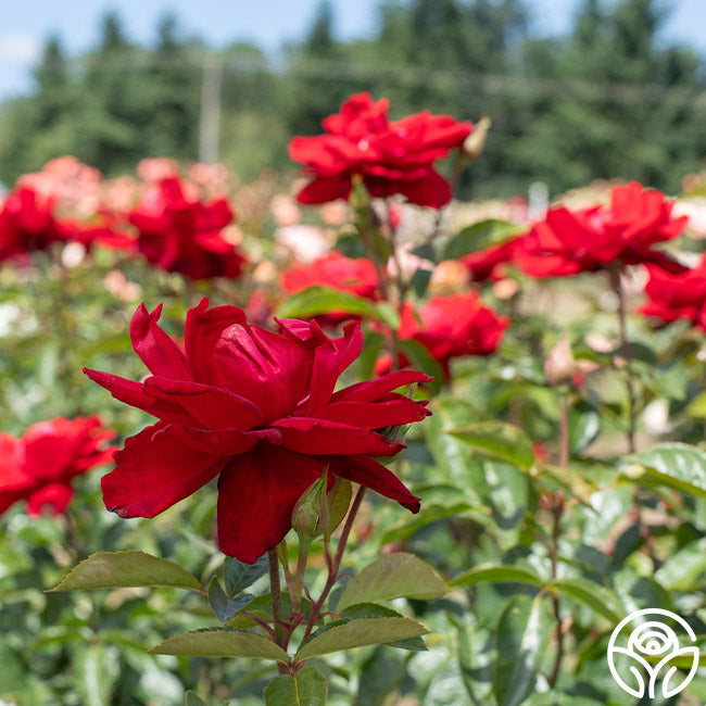 Madame Delbard Rose - Hybrid Tea - – Heirloom Roses