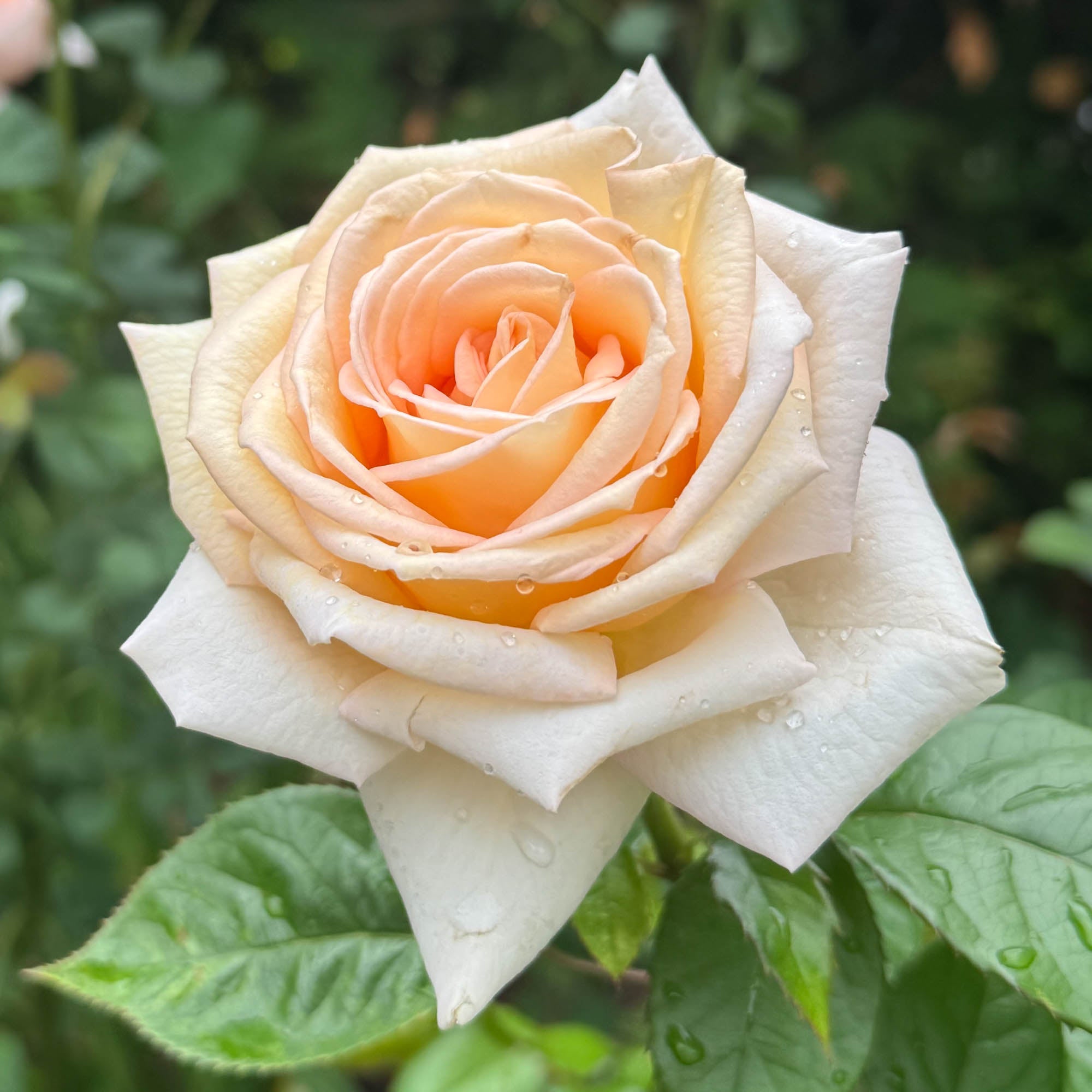 Parfuma Madame Anisette Grandiflora Rose | Heirloom Roses