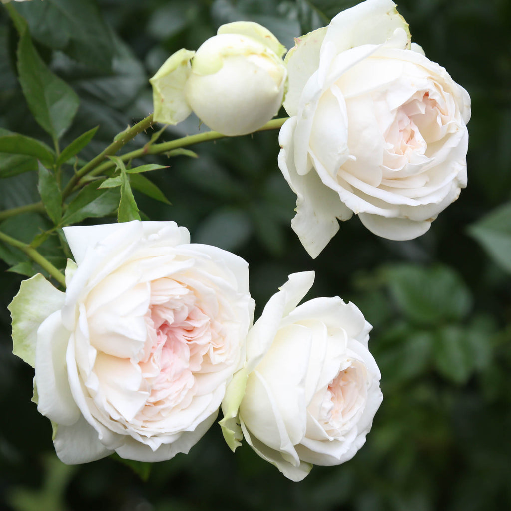 Parfuma® Madame Anisette™