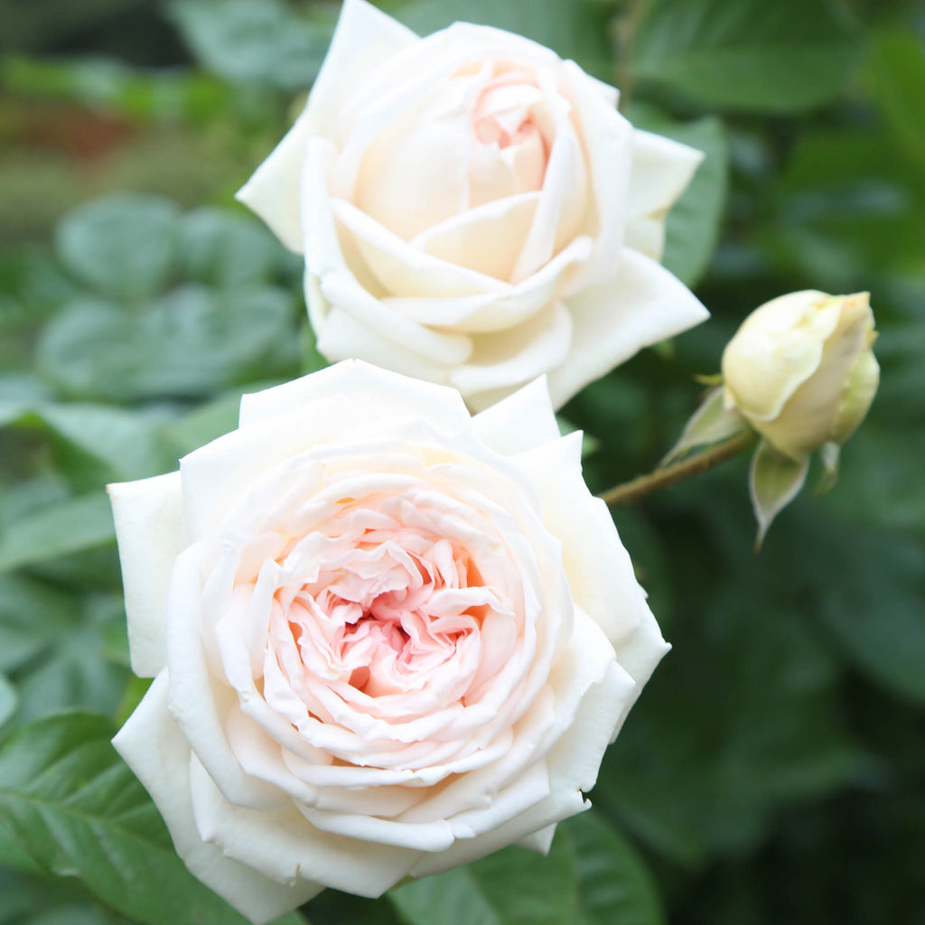 Parfuma® Madame Anisette™