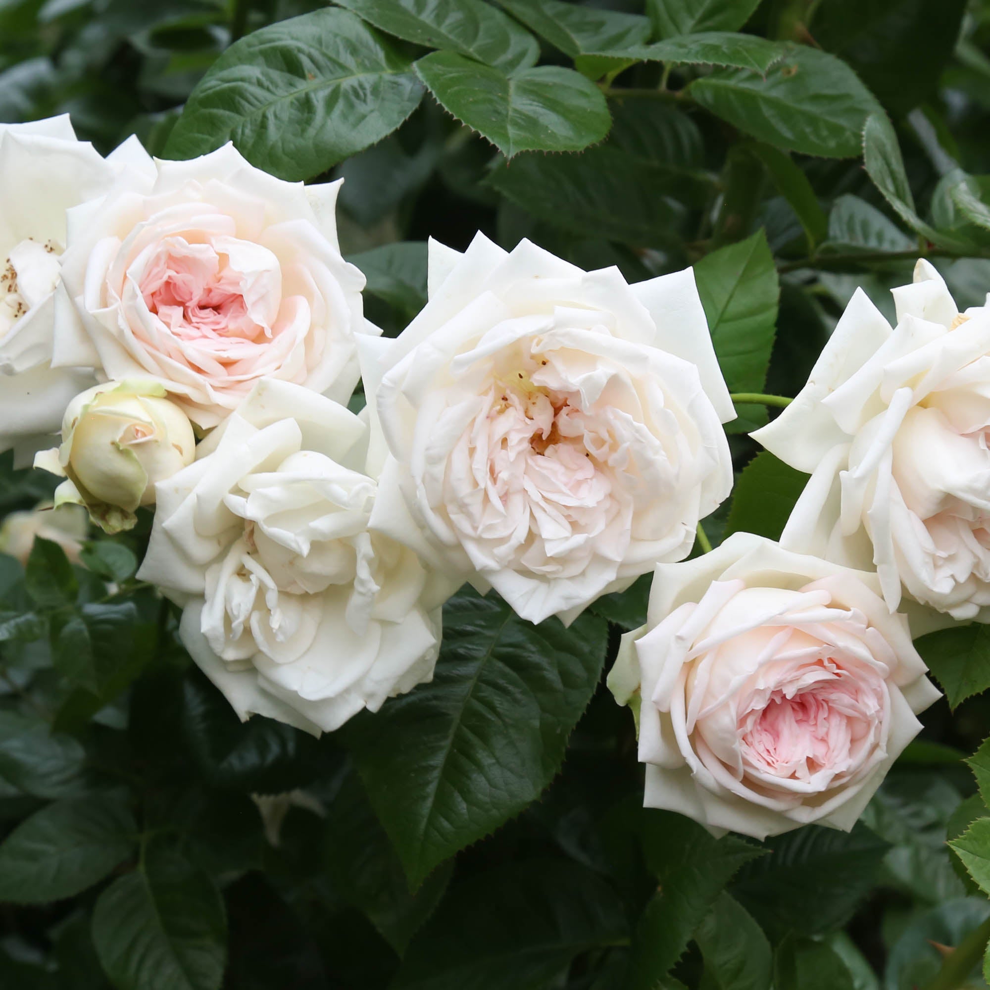 Parfuma® Madame Anisette™