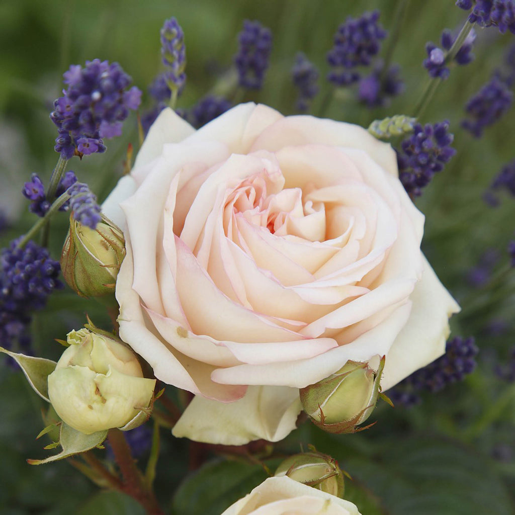 Parfuma® Madame Anisette™