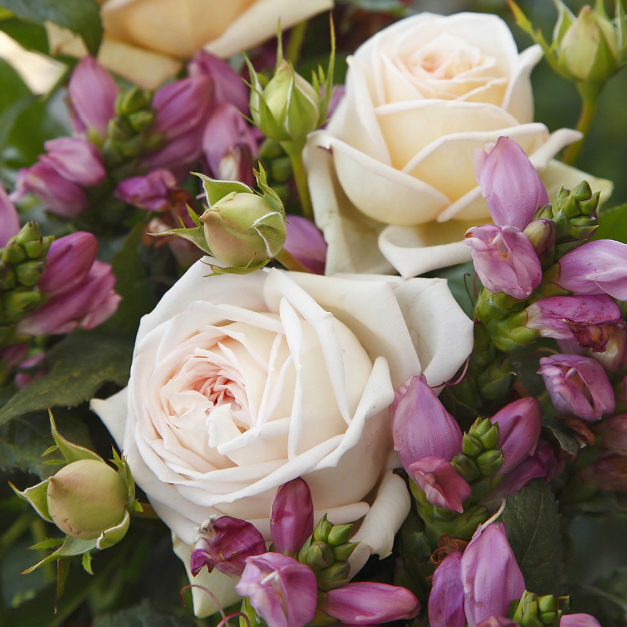 Parfuma® Madame Anisette™