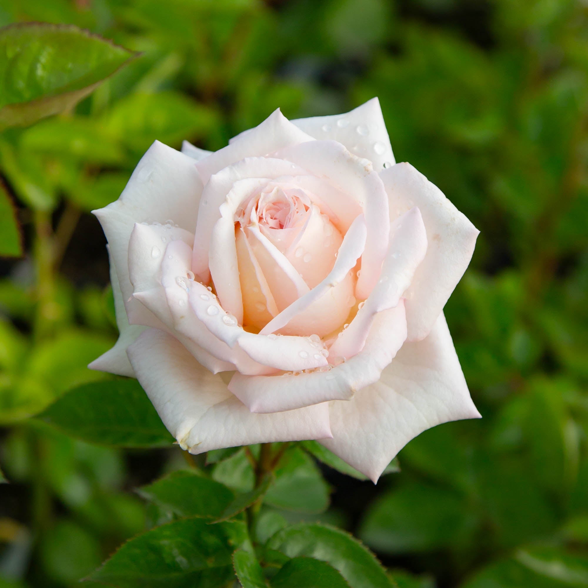 Parfuma® Madame Anisette™