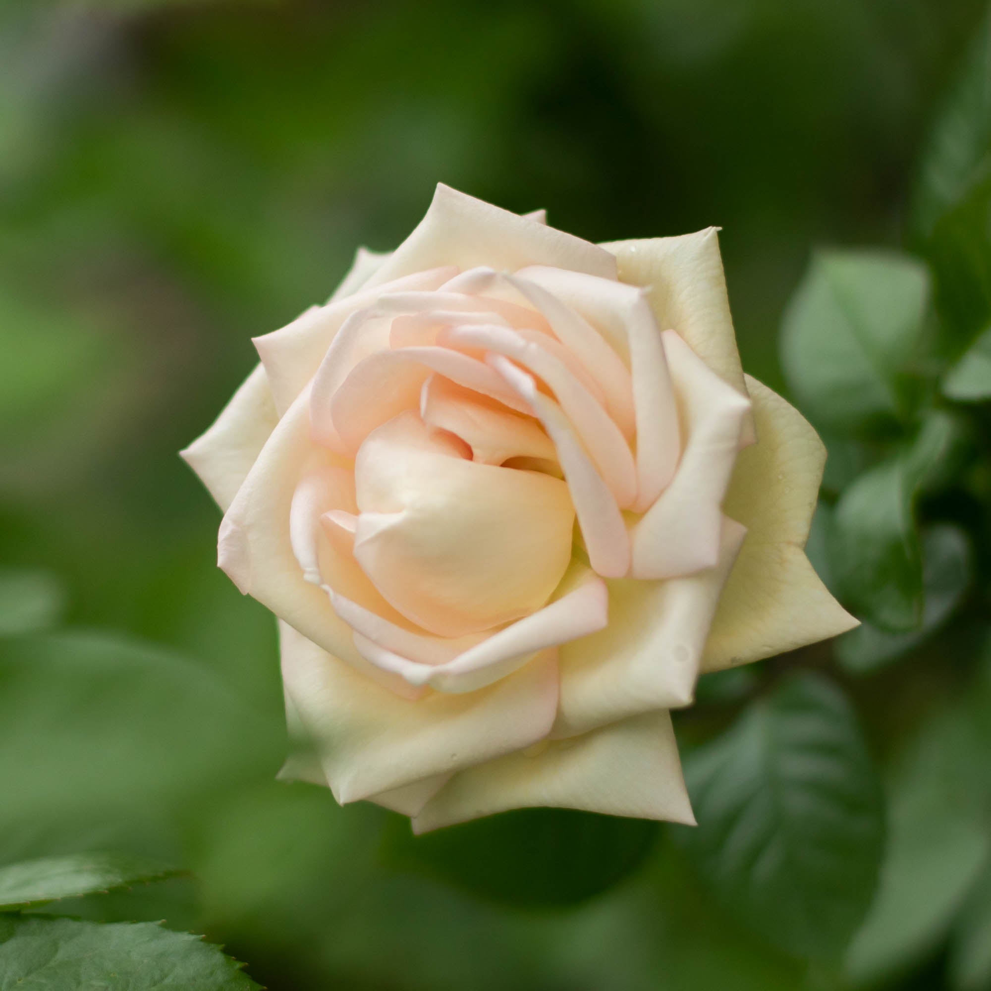 Parfuma Madame Anisette Grandiflora Rose | Heirloom Roses