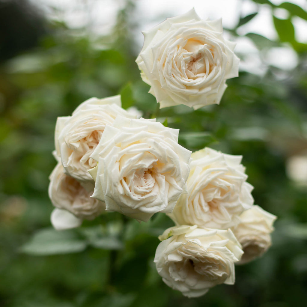 Parfuma® Madame Anisette™