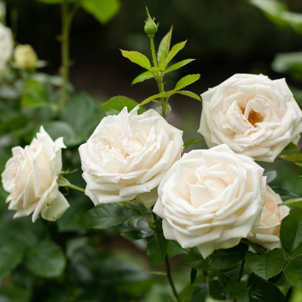 Parfuma® Madame Anisette™