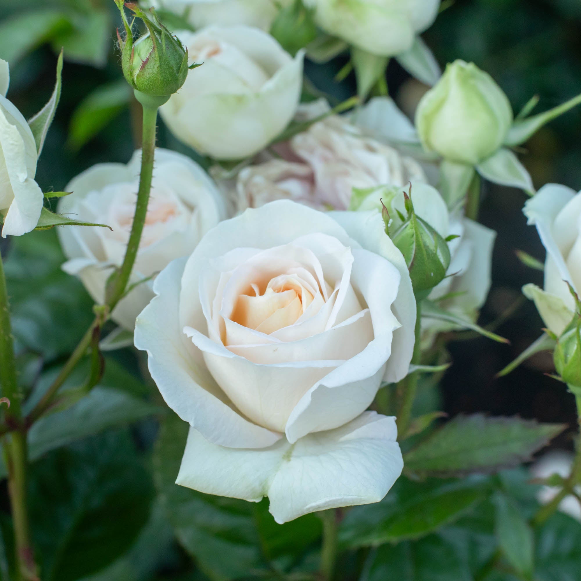 Parfuma® Madame Anisette™