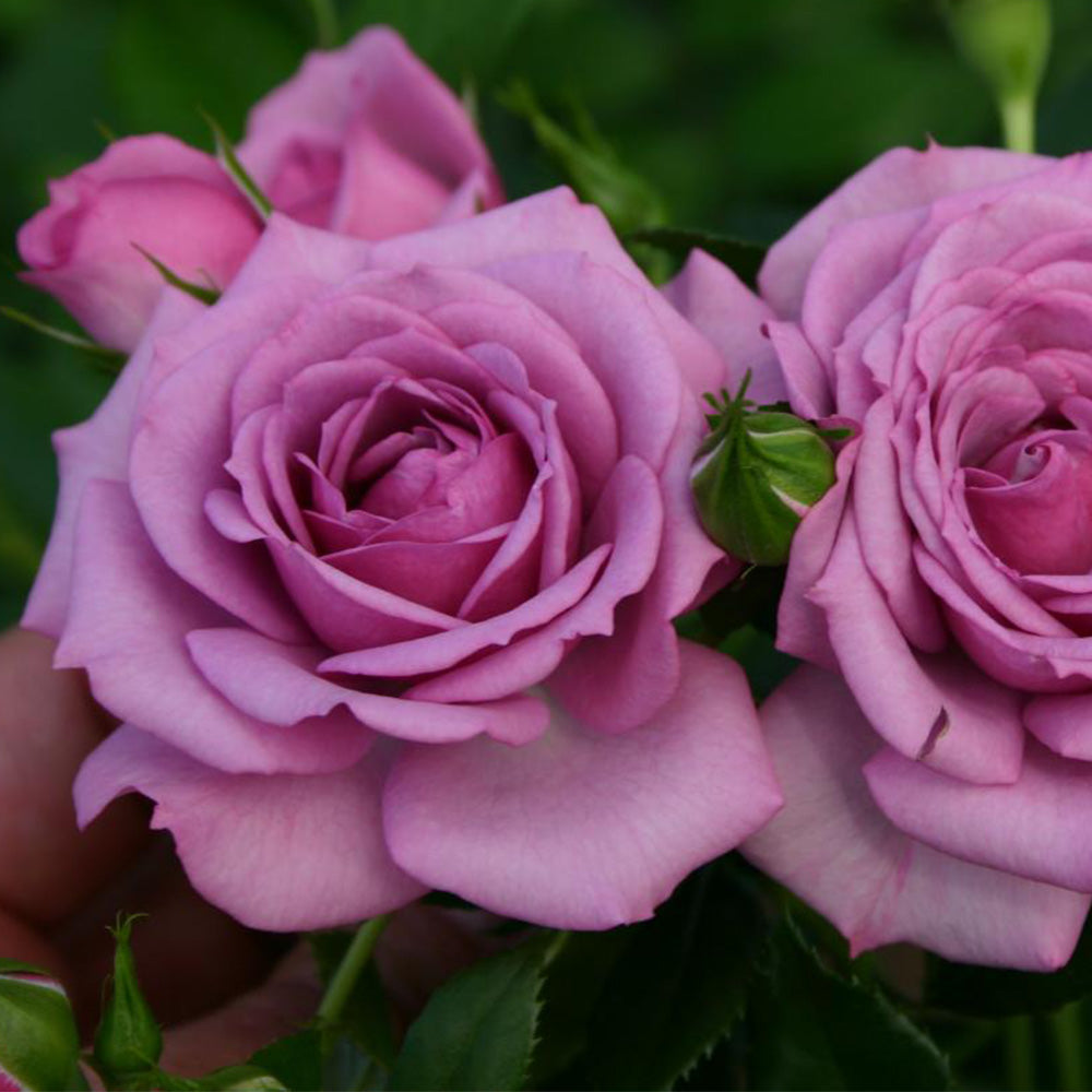 Veranda® Lavender