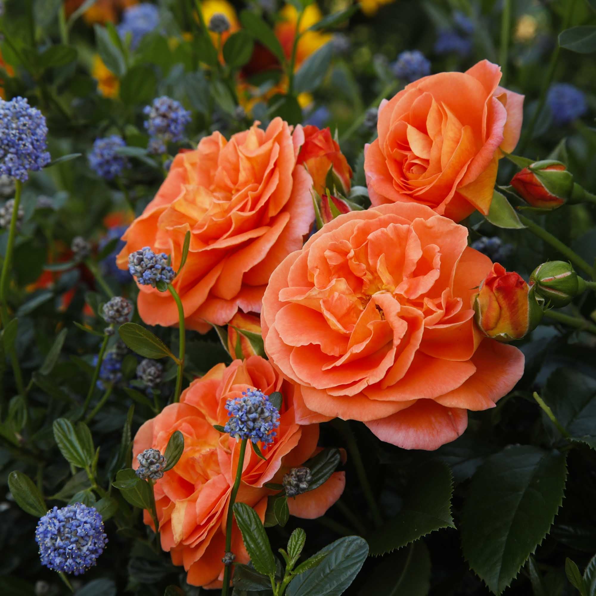 Veranda Mango Floribunda Rose | Orange Rose Bush – Heirloom