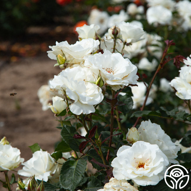 アリス×メリーゴーランド　ホワイト Margaret Merrill White Floribunda Rose | Fragrant Rose Plant