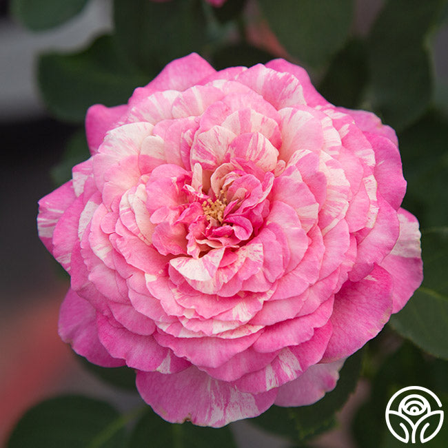 Chagall Roses Marc Chagall™ | Colorful Floribunda Rose Bush – Heirloom