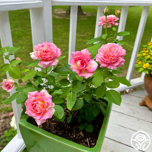 planting hybrid tea roses in pots Marc Chagall®