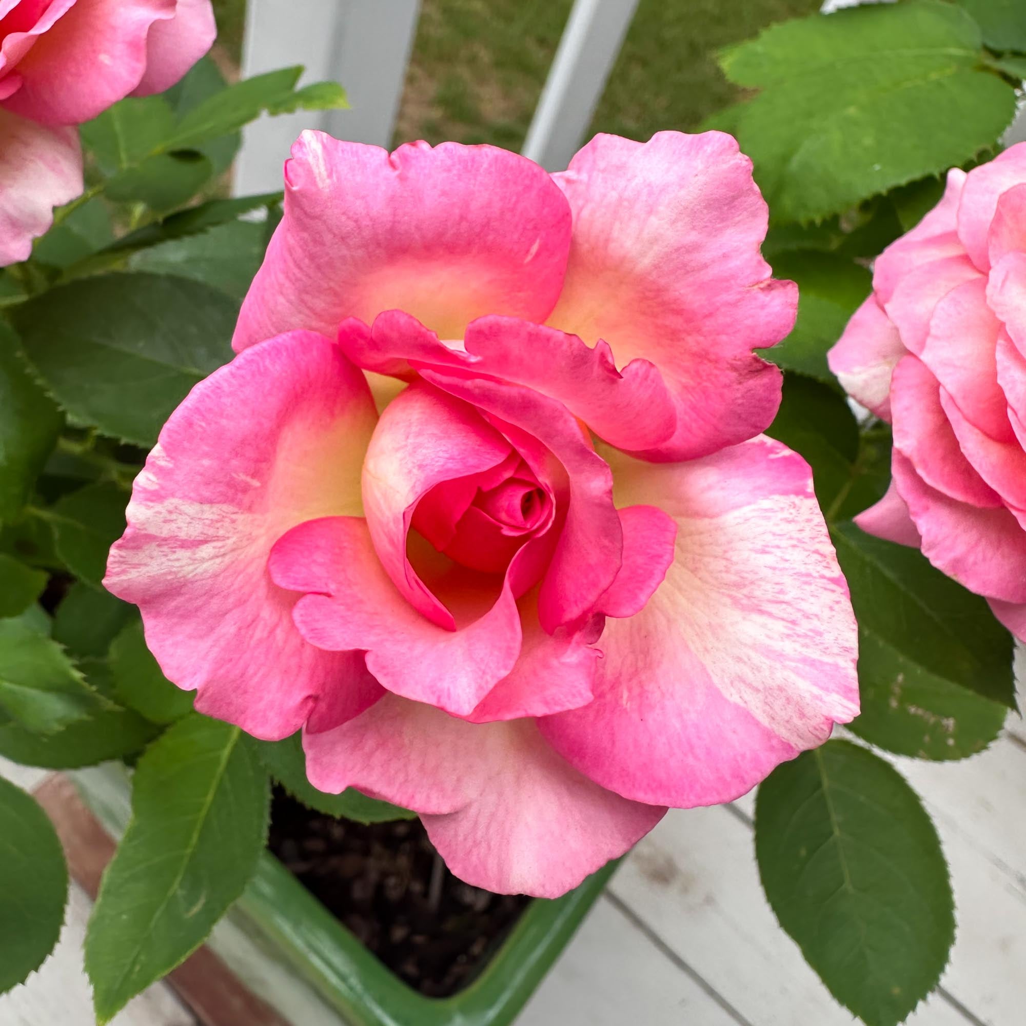 Marc Chagall™ | Colorful Floribunda Rose Bush – Heirloom