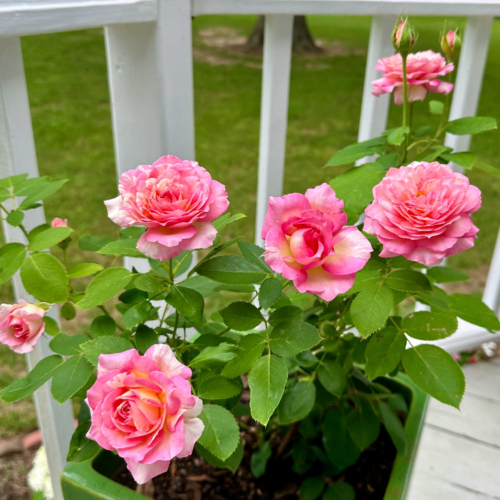 Marc Chagall™ | Colorful Floribunda Rose Bush – Heirloom