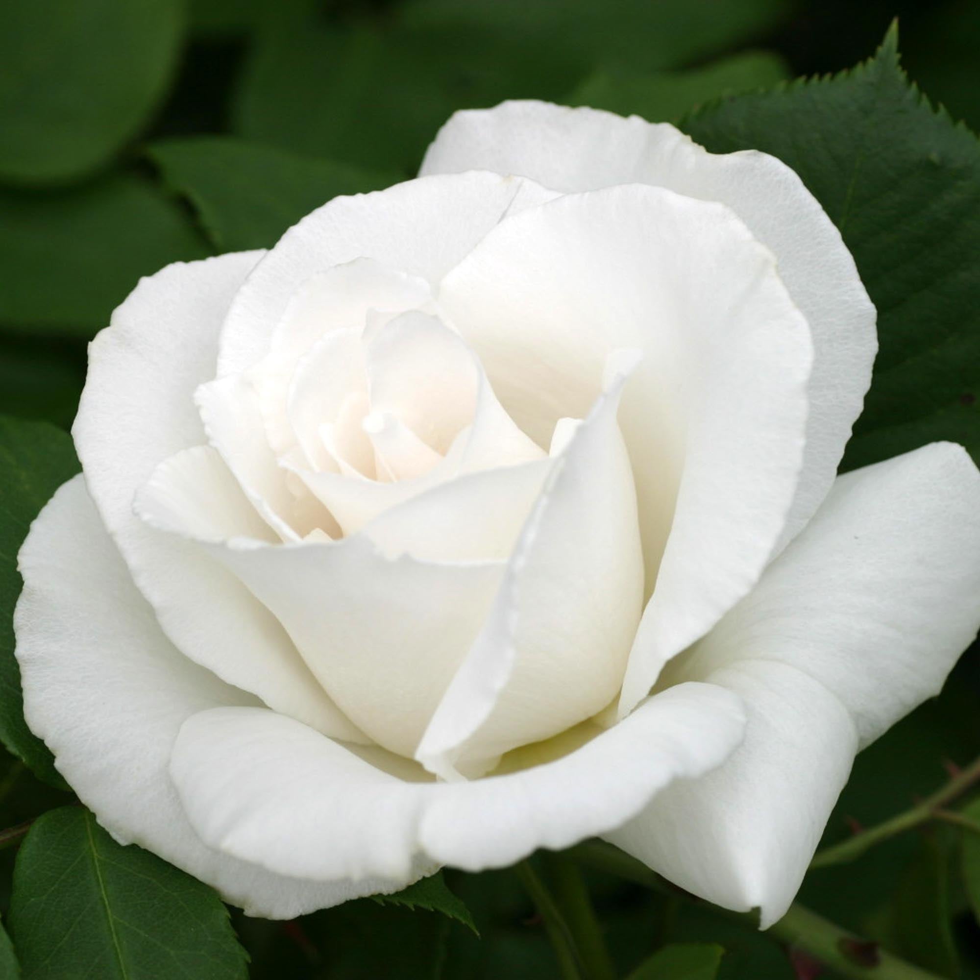 Margaret Merril®