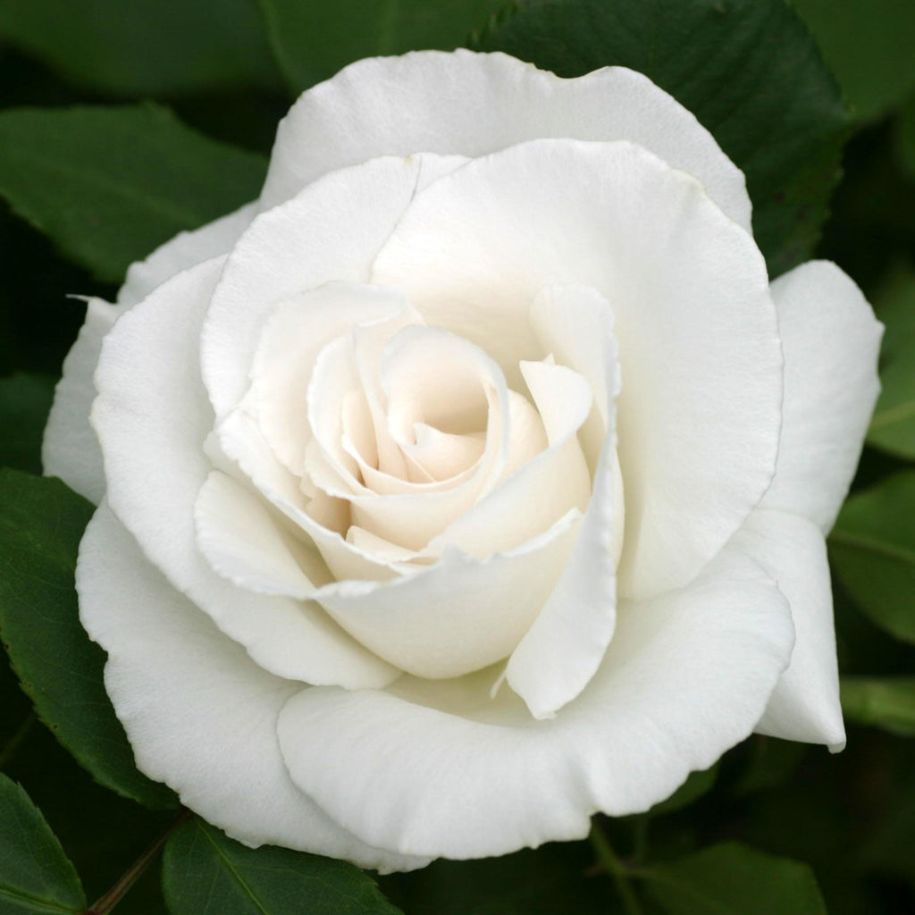 Margaret Merril®