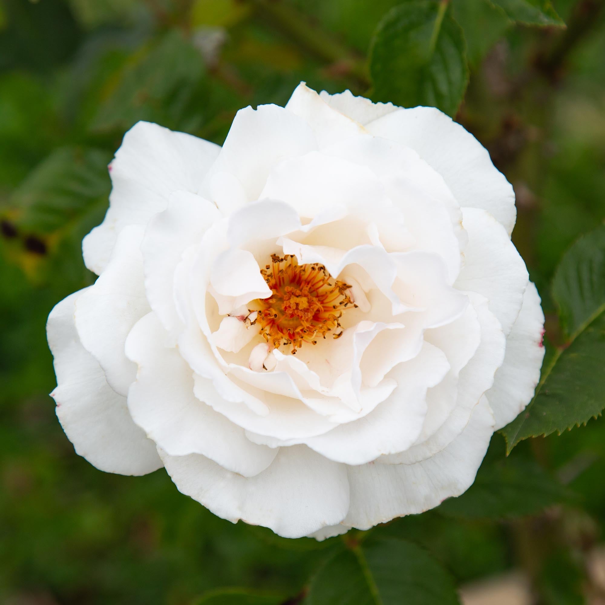 Margaret Merril®