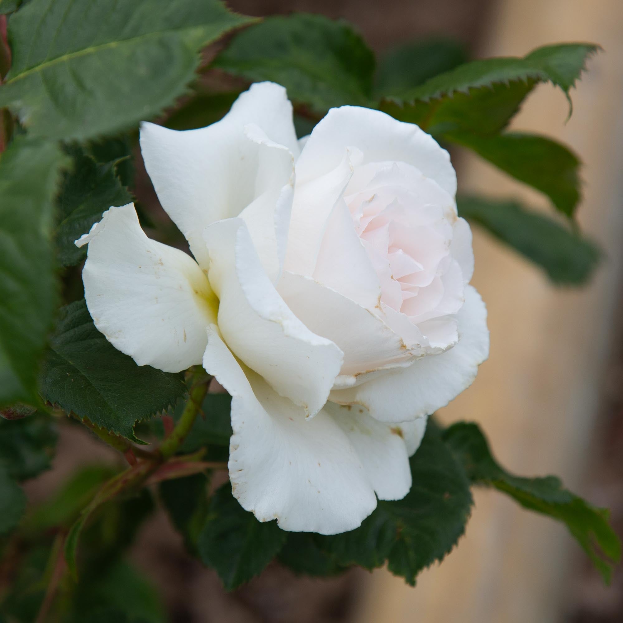 Margaret Merril®