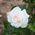 Margaret Merril®