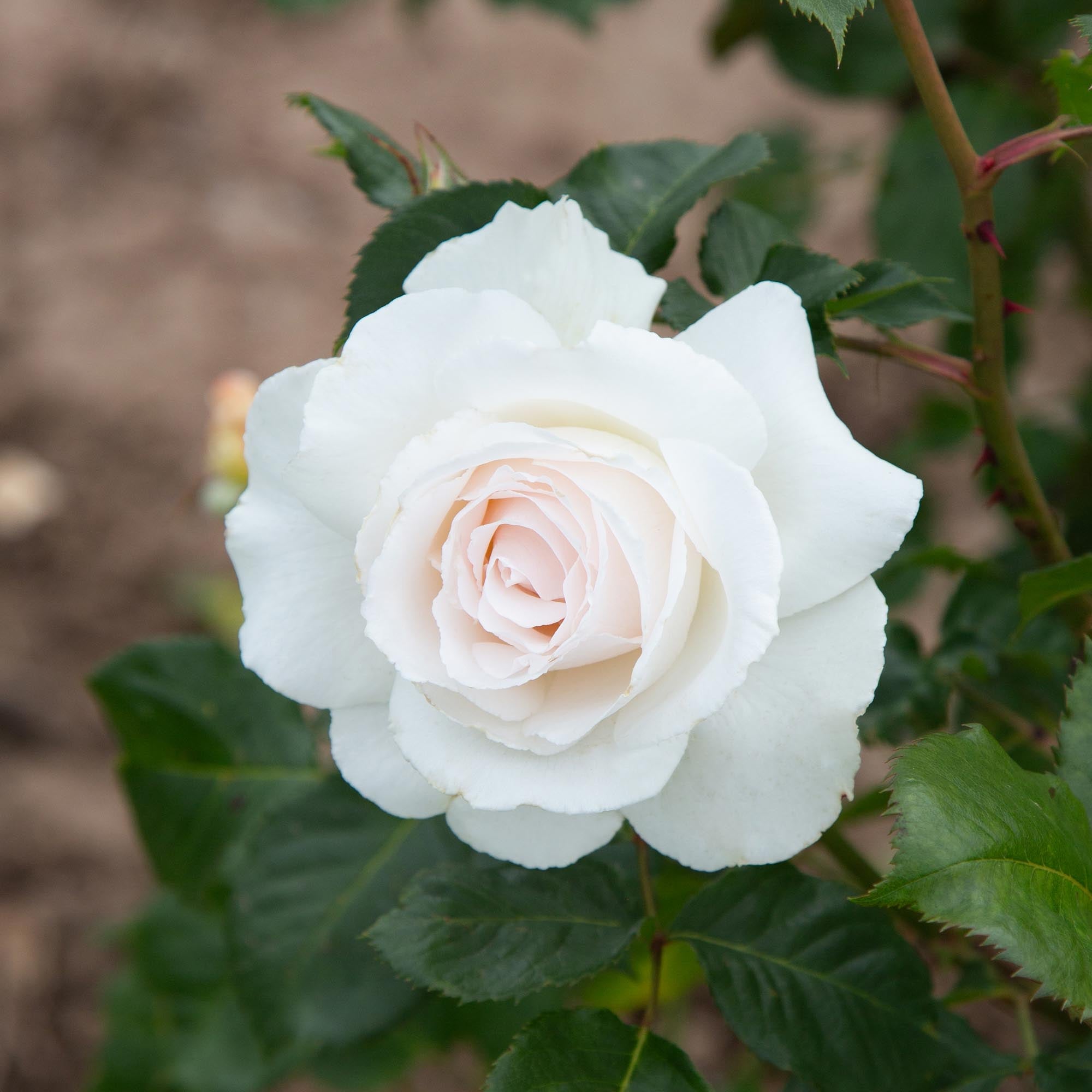Margaret Merril®