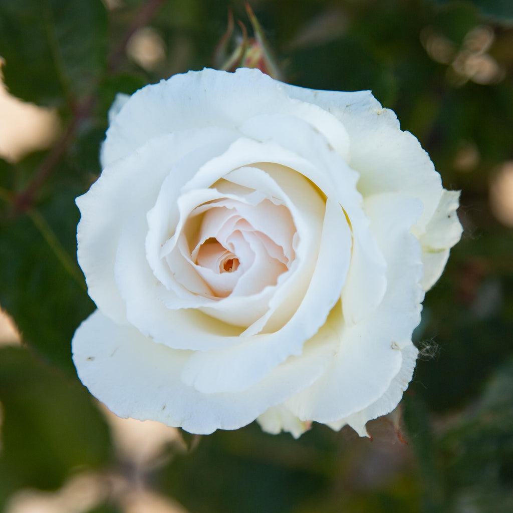 Margaret Merril®