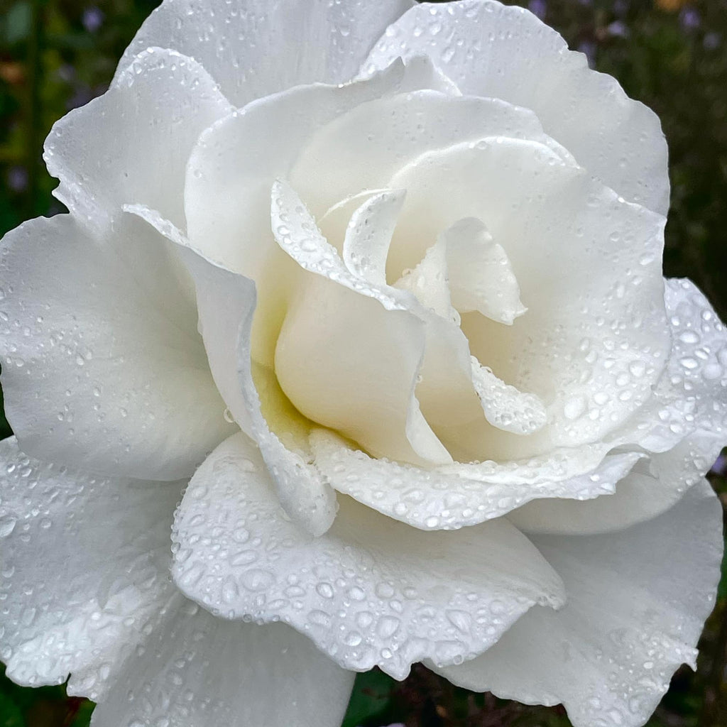 Margaret Merril®