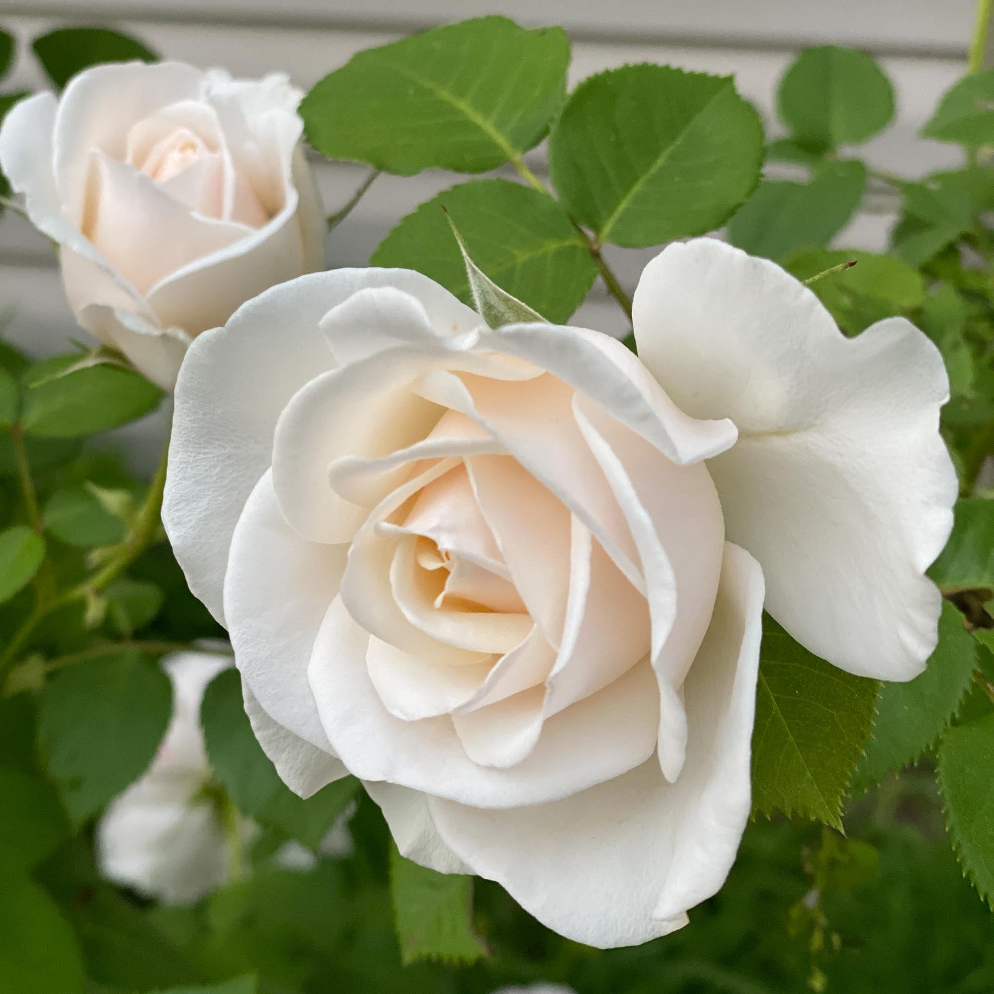 Margaret Merril®