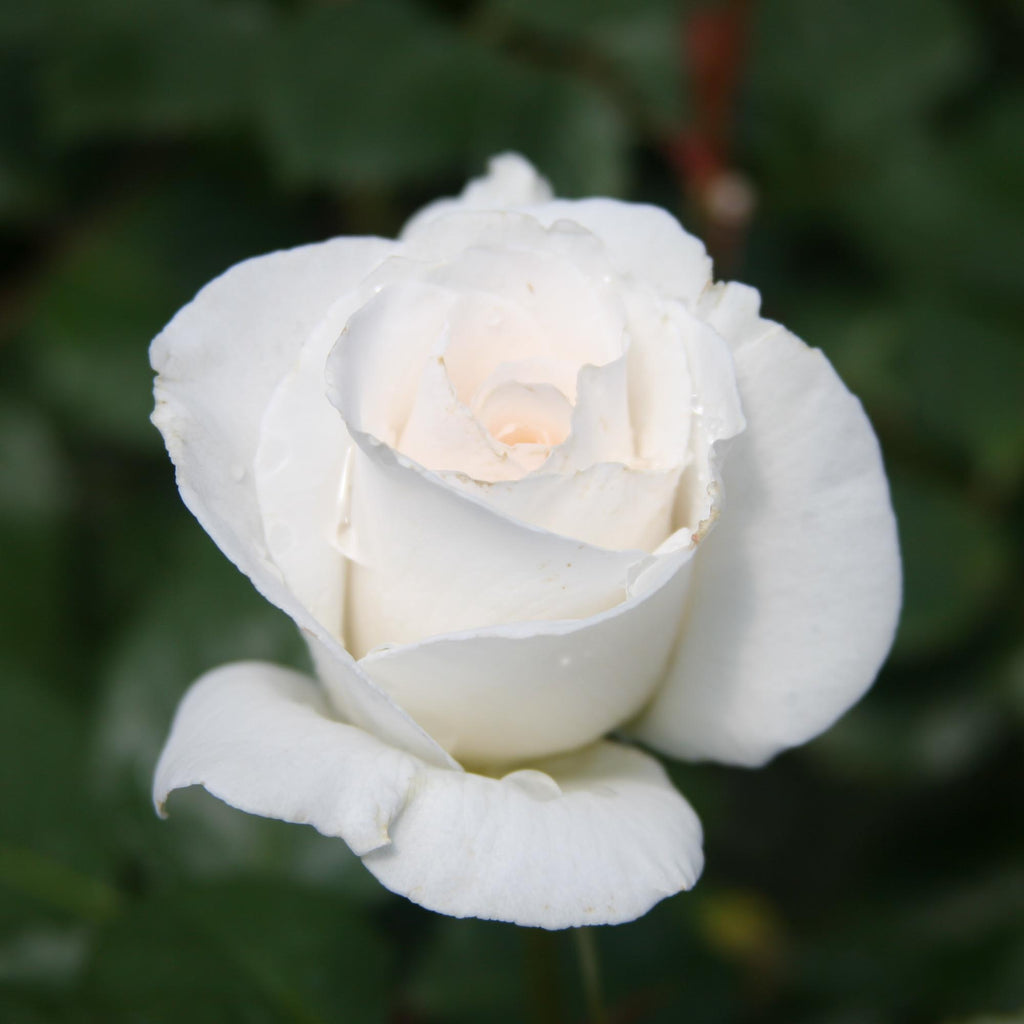 Margaret Merril®