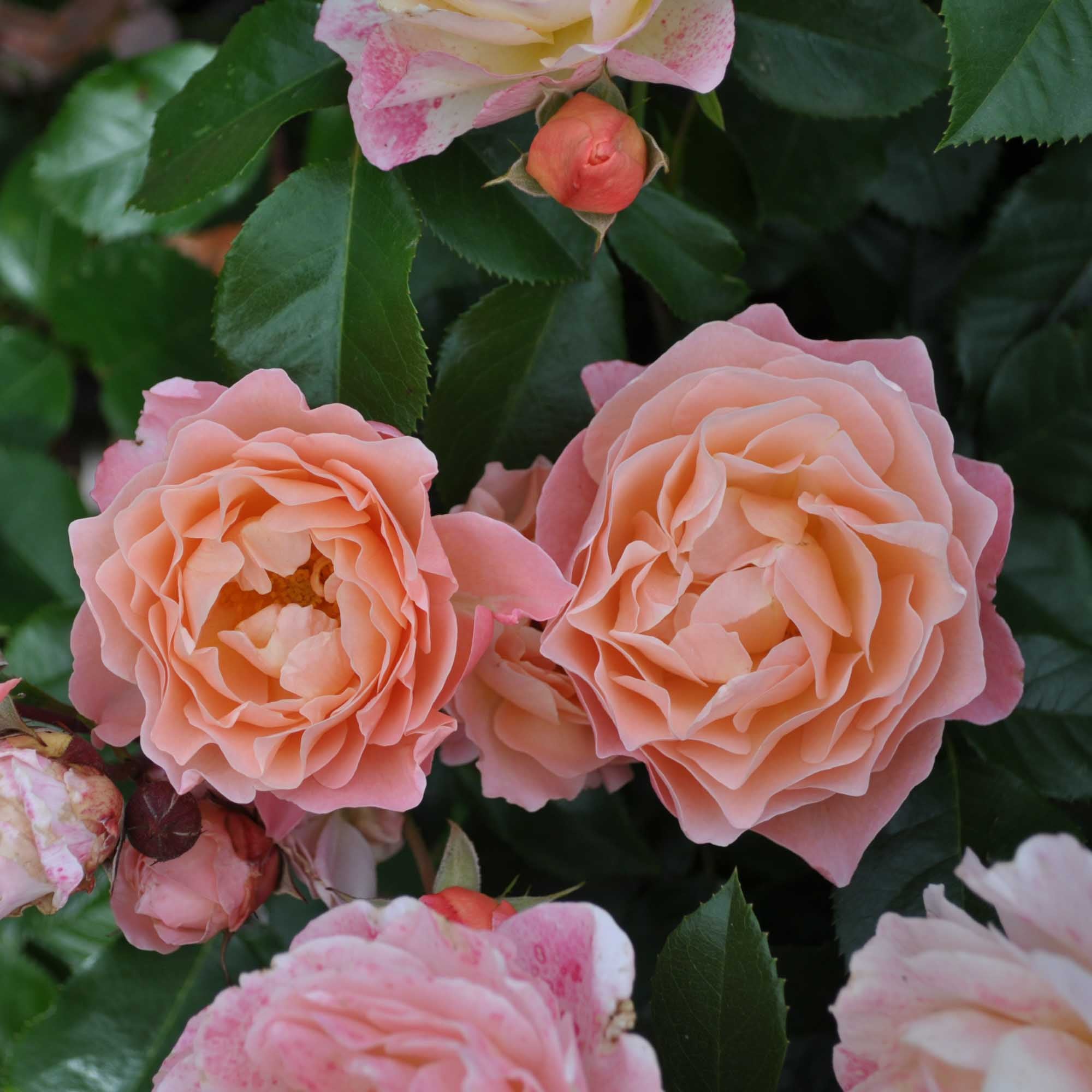 Marie Curie Shrub Rose | Pink Rose Bush – Heirloom