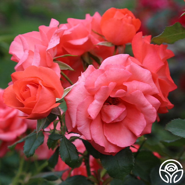 Heirloom Roses Marmalade Skies - Thumbnail 4
