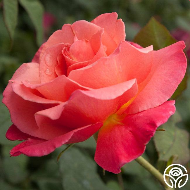 Heirloom Roses Marmalade Skies - Thumbnail 2
