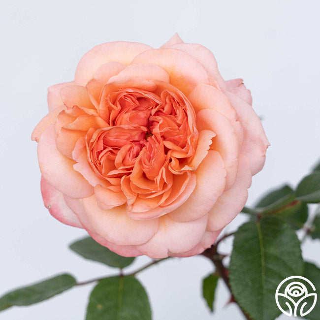 Heirloom Roses Martha Stewart Rose - Thumbnail 3