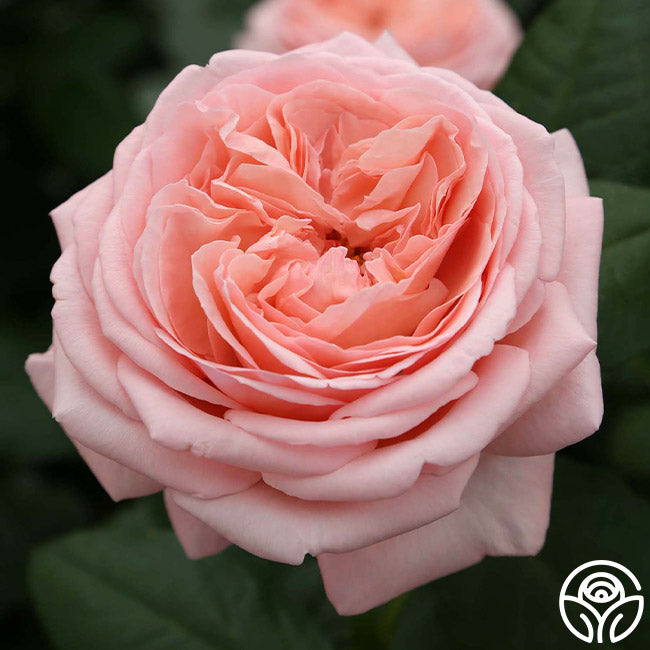 Heirloom Roses Martha Stewart Rose - Thumbnail 2