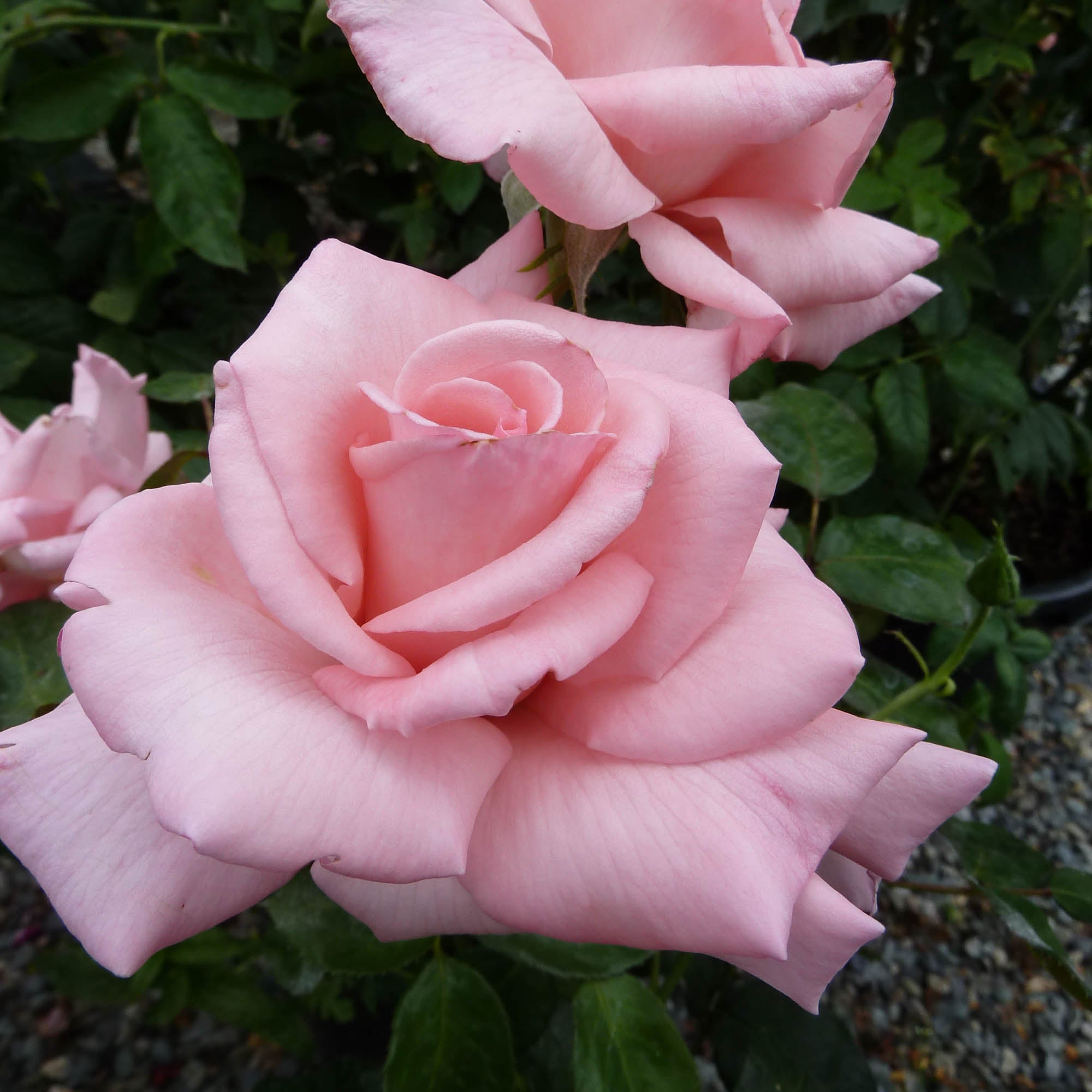 Marylou Whitney™