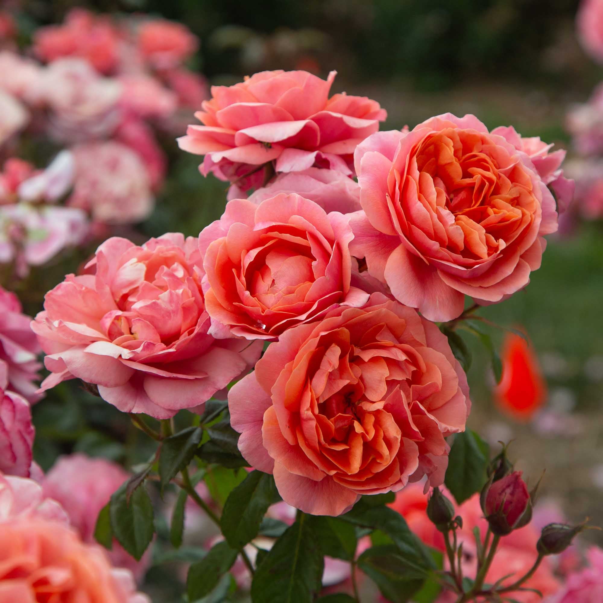 Matchless Mother Shrub Rose | Orange Rose Bush – Heirloom