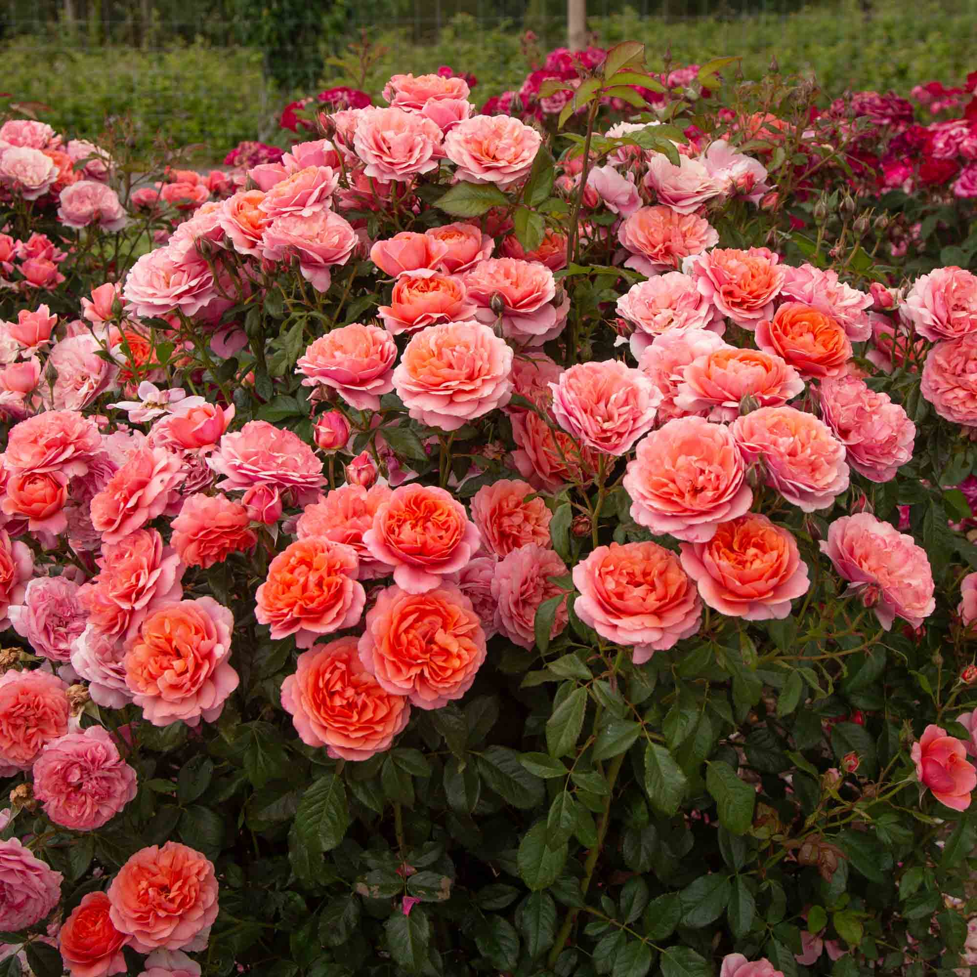 Matchless Mother Shrub Rose | Orange Rose Bush – Heirloom