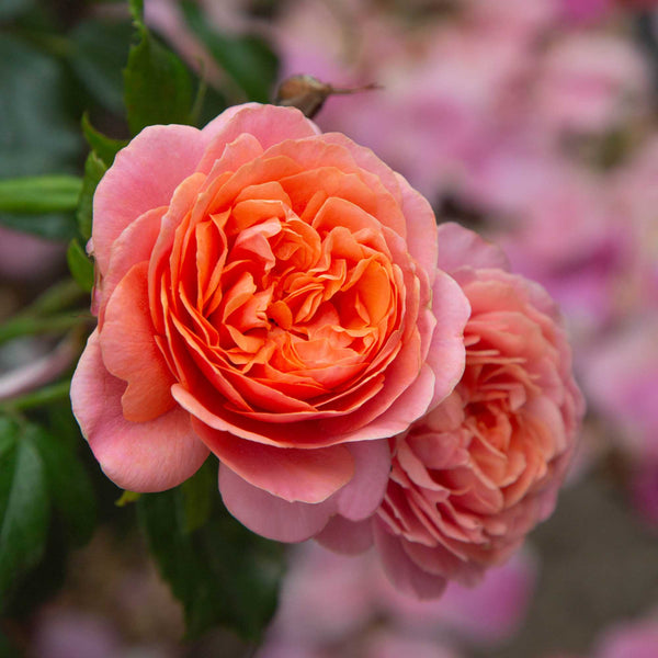 rose様 Matchless Mother Shrub Rose | Orange Rose Bush – Heirloom