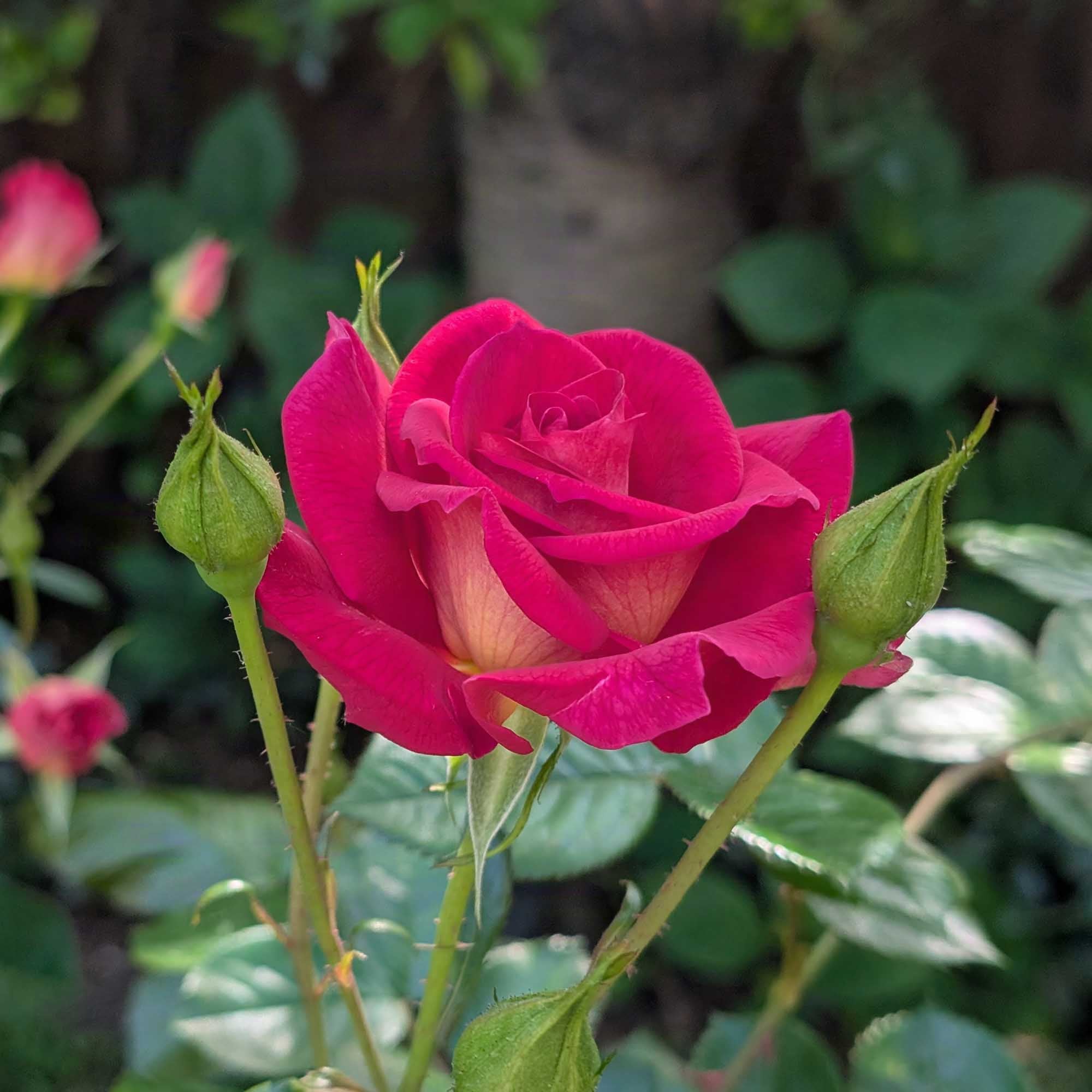 All Roses - No Bundles – Page 34 – Heirloom