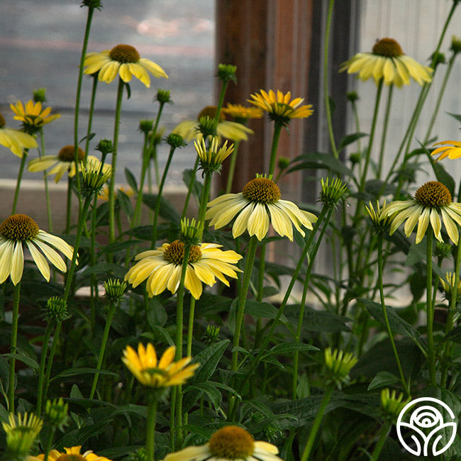 Sombrero® Lemon Yellow