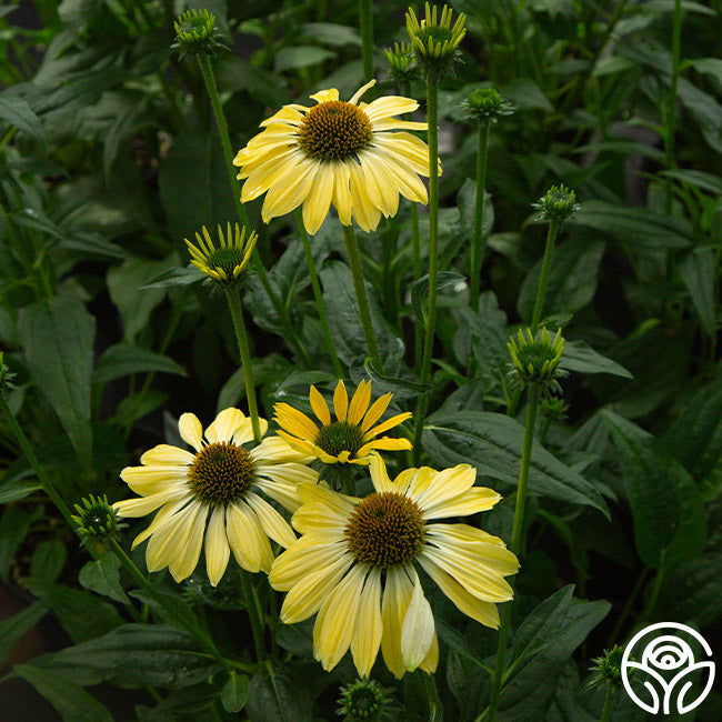 Sombrero® Lemon Yellow