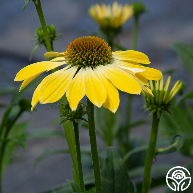 Sombrero® Lemon Yellow